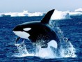 /album/fotogalerie-orcas/orca-hd-wallpaper-jpg/