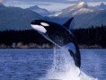 /album/fotogalerie-orcas/orca-saltarin-jpg/