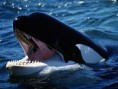/album/fotogalerie/orca-wale-jpg2/